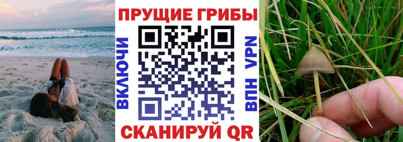 Псилоцибиновые грибы GOLDEN TEACHER  Купить где  Зерноград 